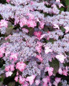 Beni gaku - Hydrangea serrata