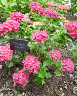 Eugen Hahn - Hydrangea macrophylla (Fleurs rondes)