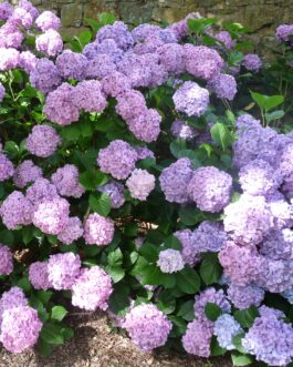 Goliath - Hydrangea macrophylla (Fleurs rondes)
