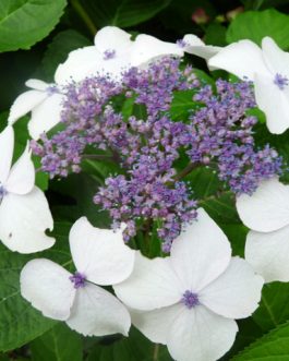 Grayswood - Hydrangea serrata