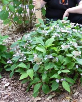 Hallasan - Hydrangea serrata