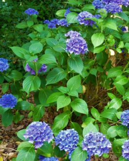 Hobergine - Hydrangea macrophylla (Fleurs rondes)