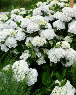 Holibel - Hydrangea macrophylla (Fleurs rondes)