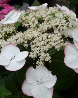 Sandra - Hydrangea macrophylla (Fleurs plates)