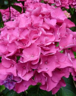 Venedig - Hydrangea macrophylla (Fleurs rondes)