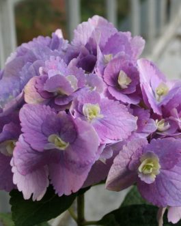 Amethyst - Hydrangea macrophylla (Fleurs rondes)