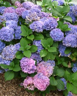 Ami Pasquier - Hydrangea macrophylla (Fleurs rondes)