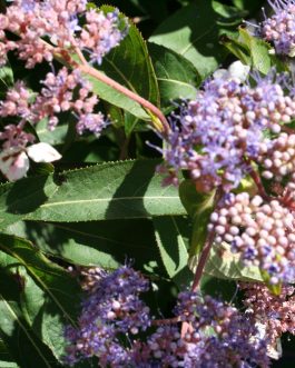 Antony Bullivant - Hydrangea aspera