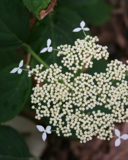 Discolor - Hydrangea arborescent