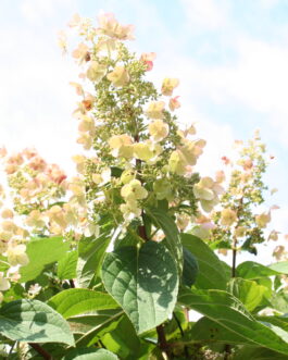 Floribunda - Hydrangea paniculata