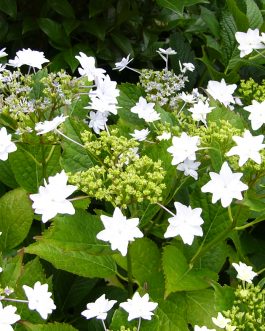 Hanabi - Hydrangea macrophylla (Fleurs plates)