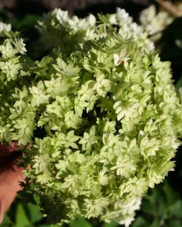Hayes starbust - Hydrangea arborescent
