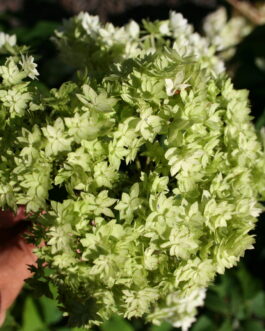 Hayes starburst - Hydrangea arborescent