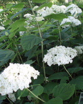 Grandiflora (arboresent) - Hydrangea arborescent