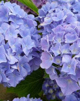 Blauer Zwerg - Hydrangea macrophylla (Fleurs rondes)