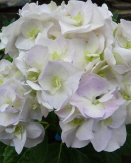 Domotoï - Hydrangea macrophylla (Fleurs rondes)