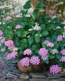 Hop corn - Hydrangea macrophylla (Fleurs rondes)