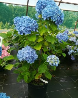 Kluis Sensation - Hydrangea macrophylla (Fleurs rondes)