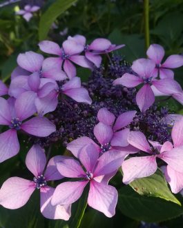 Claudie - Hydrangea macrophylla (Fleurs plates)