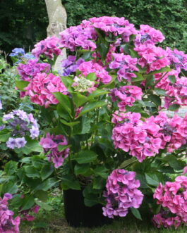 Geisha - Hydrangea macrophylla (Fleurs plates)