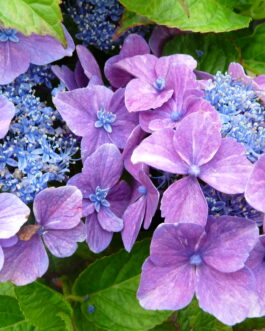 Reclo - Hydrangea macrophylla (Fleurs plates)