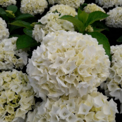 Wudu - Hydrangea macrophylla (Fleurs rondes)