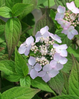 Diadem - Hydrangea serrata