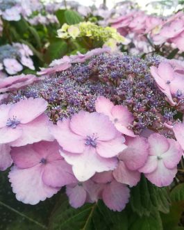 Klaveren - Hydrangea macrophylla (Fleurs plates)