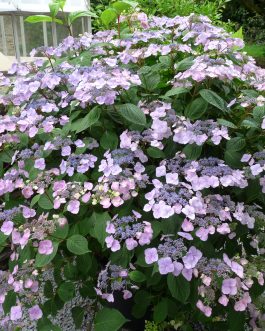 Klaveren - Hydrangea macrophylla (Fleurs plates)