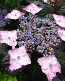 Intermedia - Hydrangea serrata