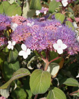Taïwan pink - Hydrangea aspera