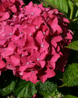 Vorster Frührot - Hydrangea macrophylla (Fleurs rondes)