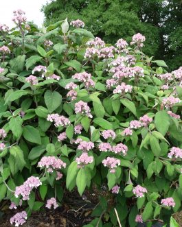 Bellevue - Hydrangea aspera