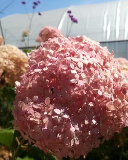Invincible - Hydrangea arborescent