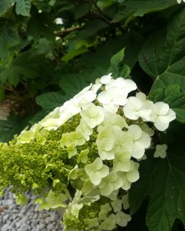 Ruby slipper - Hydrangea quercifolia