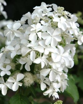 LEVANA - Hydrangea paniculata