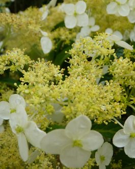 Angustipetala - Autres Hydrangea