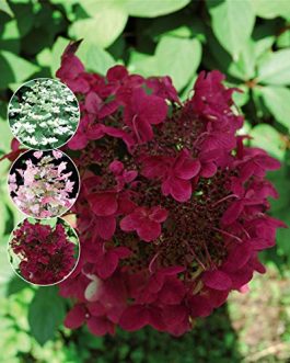 Wim's red - Hydrangea paniculata