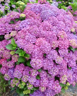 Alpenglühen - Hydrangea macrophylla (Fleurs rondes)