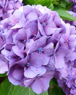 Constellation - Hydrangea macrophylla (Fleurs rondes)