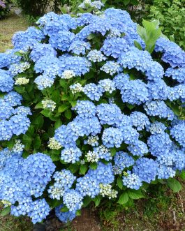 Danube Bleu - Hydrangea macrophylla (Fleurs rondes)
