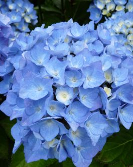 Danube Bleu - Hydrangea macrophylla (Fleurs rondes)