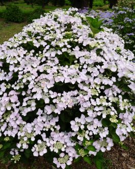Hobella - Hydrangea macrophylla (Fleurs plates)