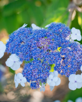 Macrophylla - Hydrangea aspera