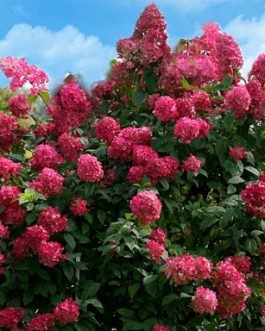 Diamand rouge - Hydrangea paniculata