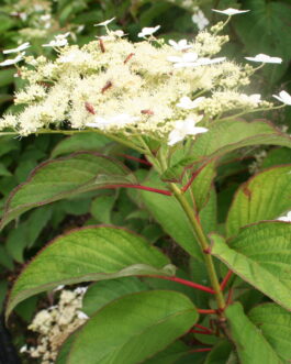 Nepal Beauty - Hydrangea heteromalla