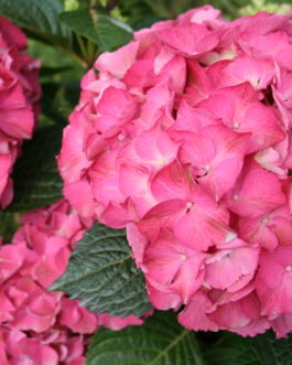 Harry's Red - Hydrangea macrophylla (Fleurs rondes)