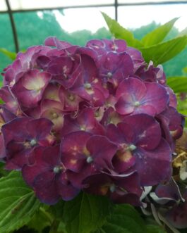 Heinrich Seidel - Hydrangea macrophylla (Fleurs rondes)