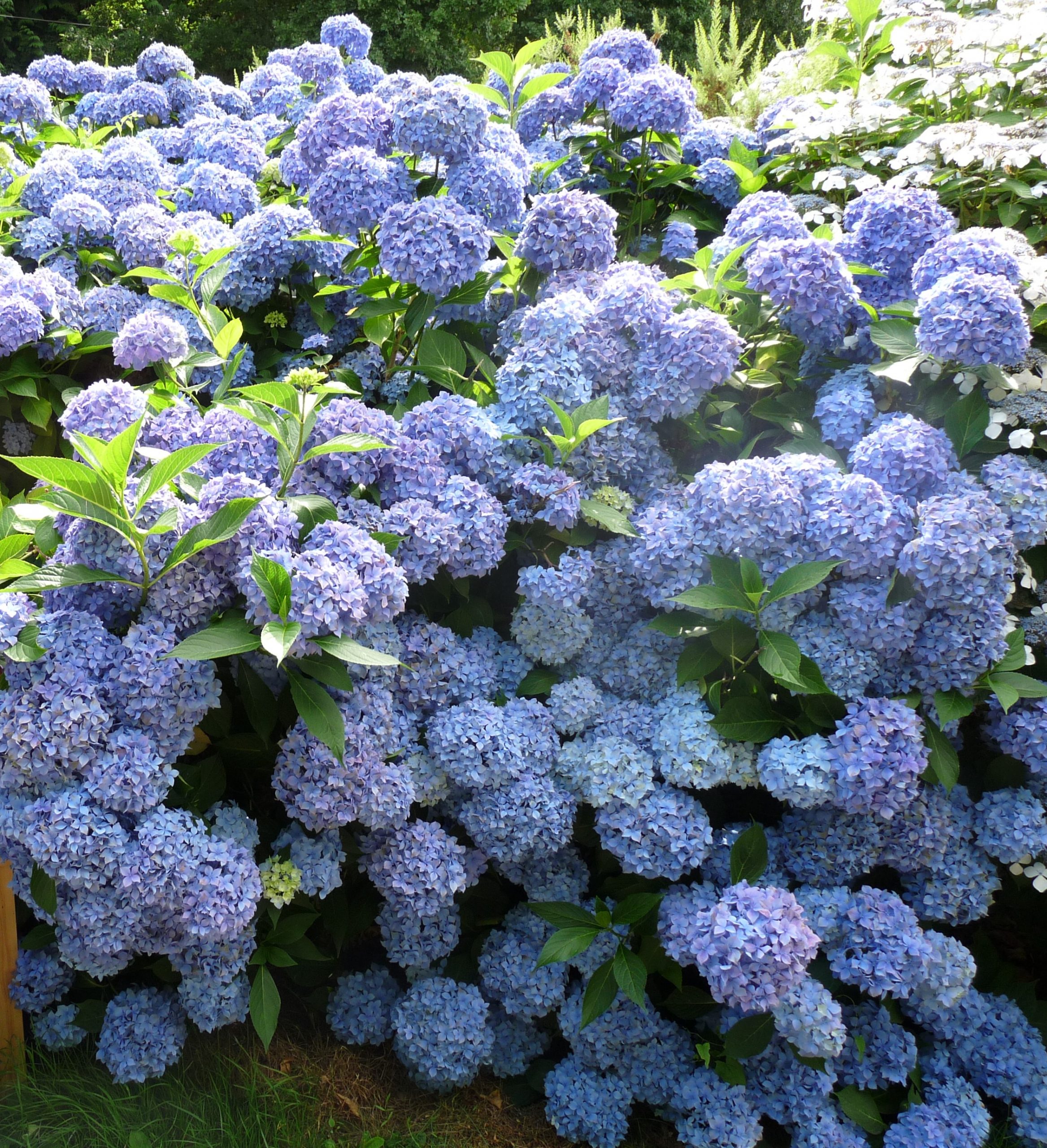 Lausanne - Hydrangea macrophylla (Fleurs rondes)