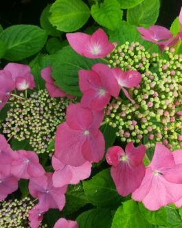 King Fisher - Hydrangea macrophylla (Fleurs plates)